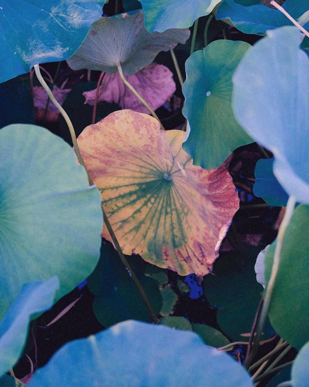 Colorful flowers