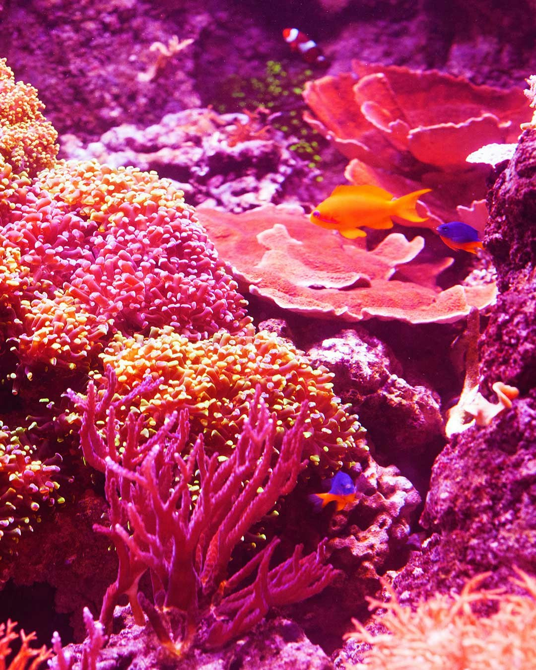 A vibrant coral reef